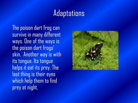 Survival Strategies: How Poison Dart Frogs Adapt to Their Habitat