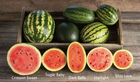 Sweet or Seedless: Exploring the Different Varieties of Watermelon