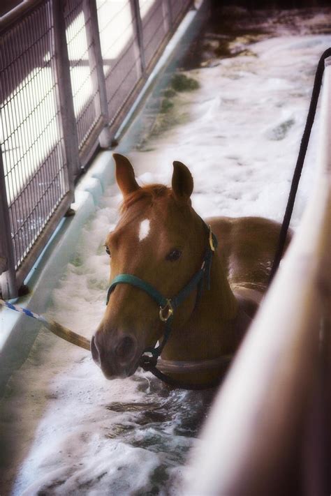 Swimming Horses as Therapy: Understanding the Healing Power of Equine Aquatic Therapy