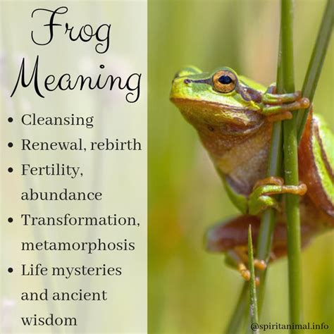 Symbolic Meaning and Importance of the Frog