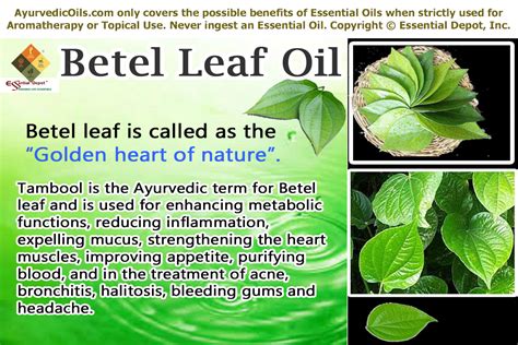 Symbolism of Betel Leaf in Traditional Medicine and Healing Practices