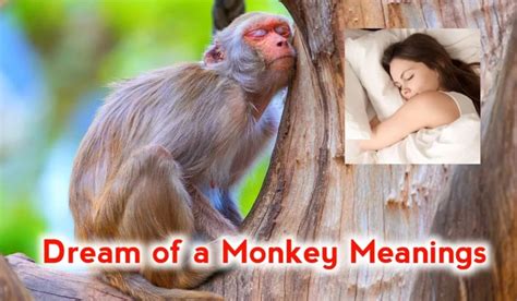 Symbols and Significance of Monkeys in Dreams