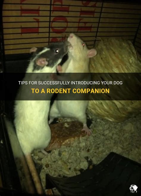 Tactics and Techniques for Successfully Capturing a Rodent: Helpful Pointers and Strategies