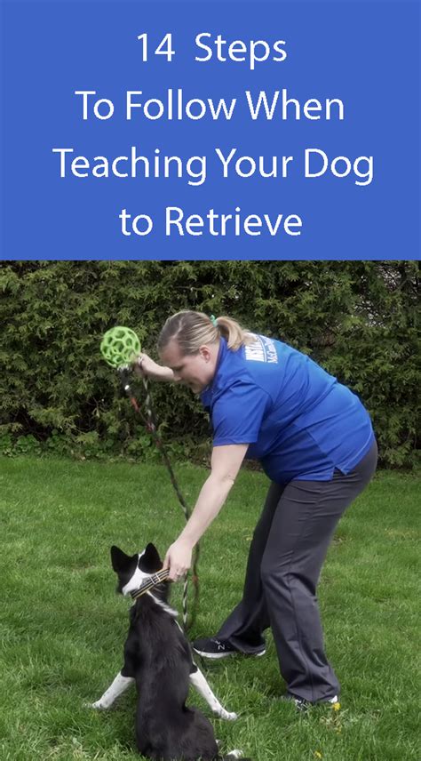 Teaching Your Canine Companion the Art of Fetch: Step-by-Step Training Manual