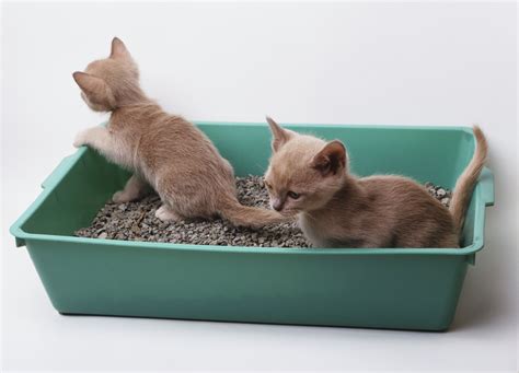 Teaching Your Kitten to Utilize a Litter Box