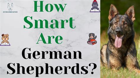 The Adaptability and Cognitive Abilities of German Shepherds: Ideal for Diverse Roles