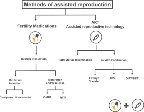 The Advantages and Obstacles of Assisted Gestation