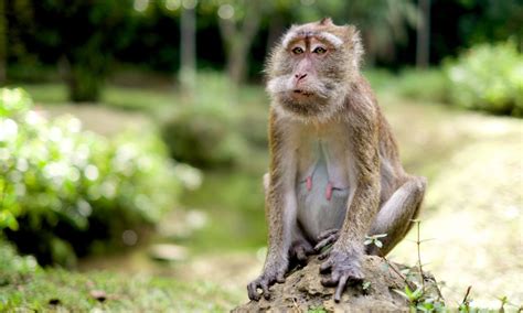 The Advantages and Trials of Caring for a Simian Companion