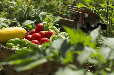 The Advantages of Cultivating Your Own Produce