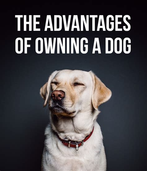 The Advantages of Having a Dog