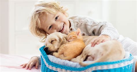 The Advantages of Pet Ownership: Enhance Your Life with the Companionship of Animals