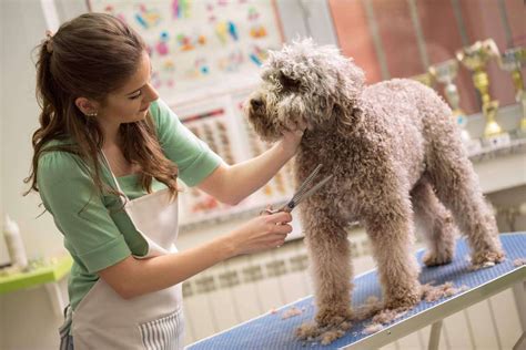 The Advantages of Regular Canine Grooming