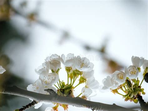 The Allure and Fragility of Petite Blossoms