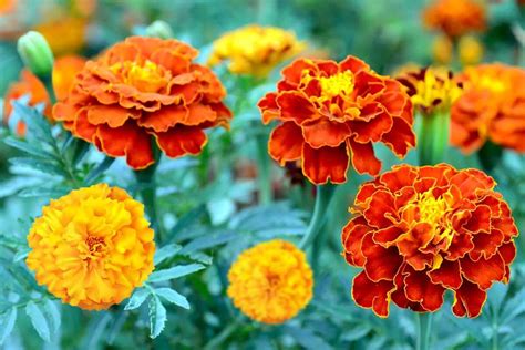 The Allure of Yellow Marigolds: A Captivating Beauty