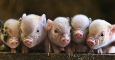 The Alluring Attraction of Baby Pigs as Companions