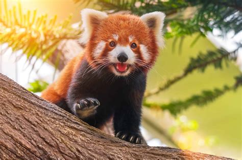 The Alluring Charm of the Red Panda