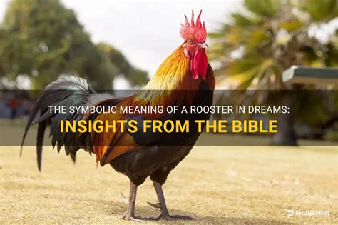 The Analysis and Significance of Dreams Featuring Aggressive Roosters: Insights and Examination