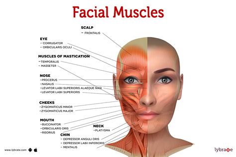 The Anatomy and Function of the Chin