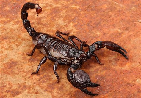 The Ancient Beliefs Surrounding Scorpions