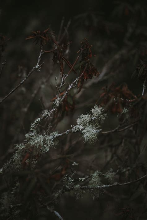 The Ancient Marvel of Usnea Lichen