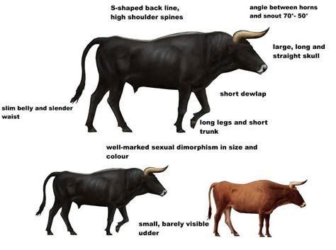 The Ancient Symbolism of the Bovine Creature
