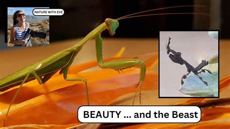 The Appearance of Barkmantis: Beauty or Beast?