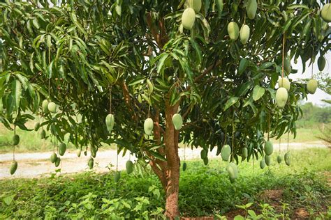 The Array of Raw Mango Varieties