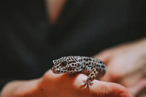 The Art of Caring for Geckos: Tips and Techniques