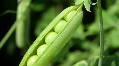 The Art of Cultivating Peas: Tips for a Flourishing Home Garden