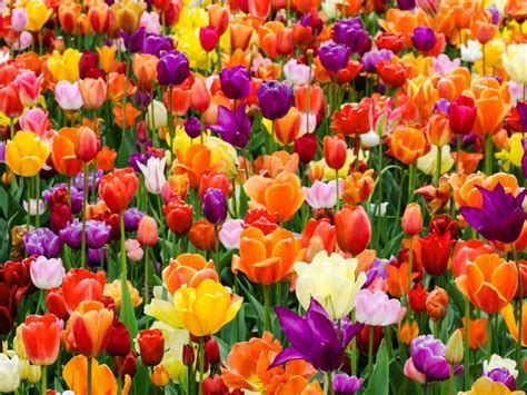 The Art of Cultivating Tulips: Helpful Suggestions for a Flourishing Blossom