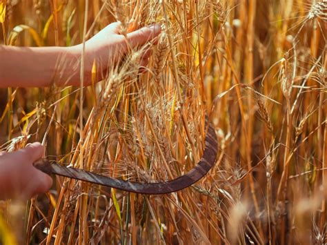 The Art of Cultivating and Harvesting Wheat for Plentiful Loaf Production