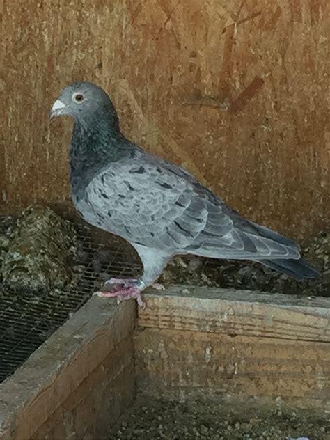 The Art of Training and Racing Homing Pigeons