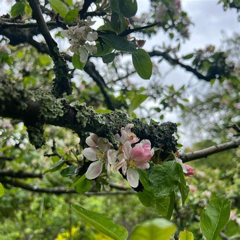 The Artistry of Nurturing Apple Orchards: Insights and Techniques