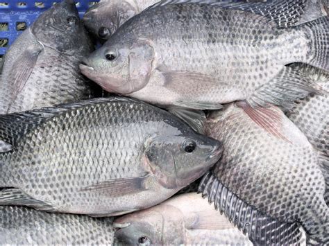 The Ascent of Tilapia: From Obscurity to Global Fame