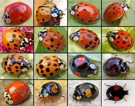 The Association Between Ladybirds and the Innocence of Childhood