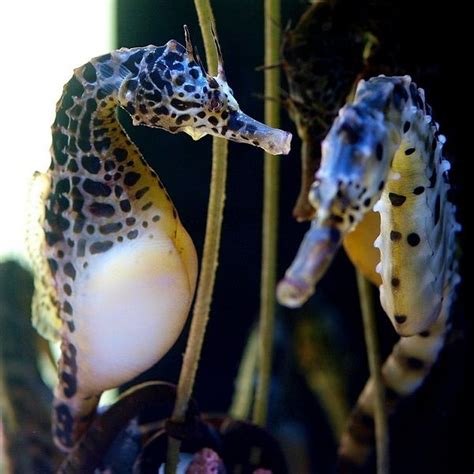 The Astonishing Beauty of Seahorses