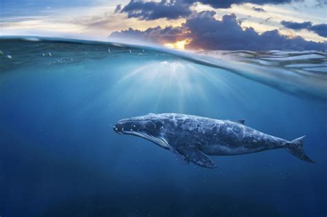The Astonishing Beauty of Whales: A Breathtaking Visual Extravaganza