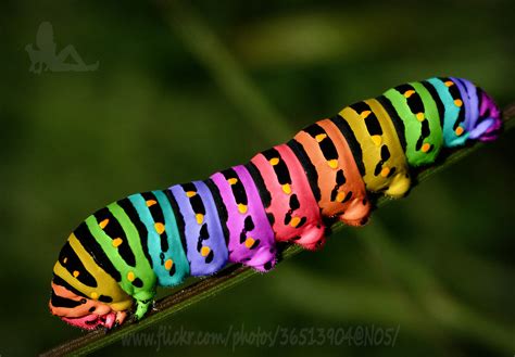 The Astonishing Diversity of Caterpillar Color Patterns