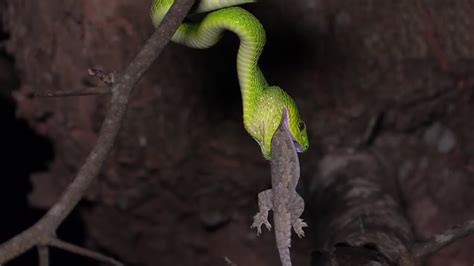 The Astonishing Hunting Techniques of Constrictor Serpents