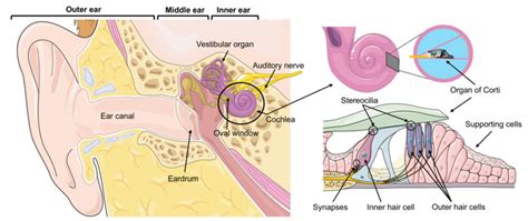 The Astonishing Phenomenon: Unexpected Hair Sprouting from the Auditory Organ