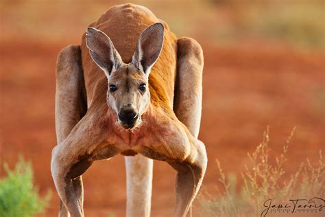 The Astonishing Variety of Kangaroo Species: From Tiny Wallabies to Powerful Red Kangaroos