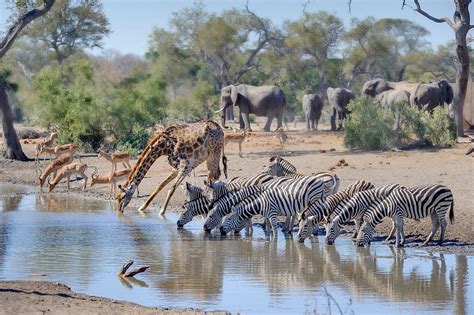 The Astonishing Variety of Wildlife in the African Continent