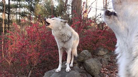 The Balance of Nature: Harmonizing the Wolf's Presence