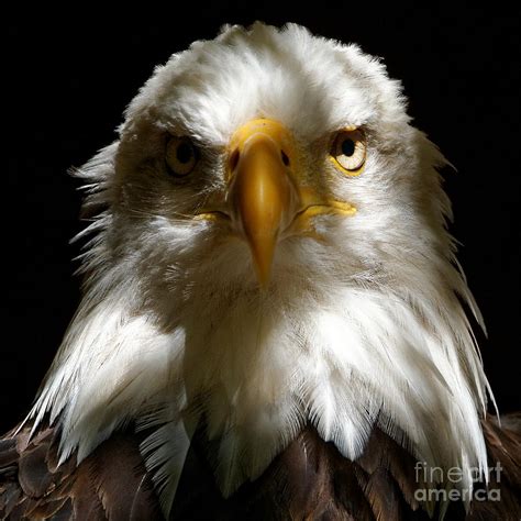 The Bald Eagle: A Symbol of Strength and Freedom