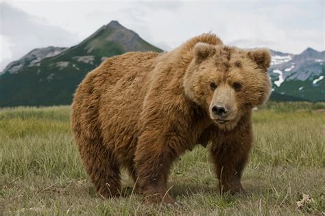 The Bear as a Formidable and Ferocious Creature