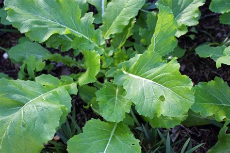 The Benefits of Fantasizing about Turnip Leaves