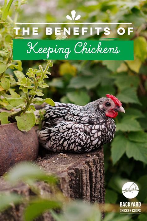The Benefits of Keeping a Hen as a Companion