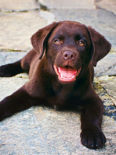 The Benefits of Owning a Labrador Retriever Puppy for Your Well-being