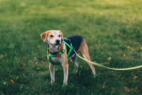 The Benefits of Welcoming a Furry Friend into Your Home: Enhancing Emotional, Mental, and Physical Well-Being