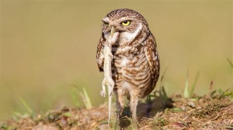 The Big Owl's Diet and Hunting Techniques